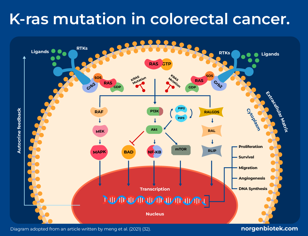 Scientific diagram showing the role of K-ras mutation in colorectal cancer, illustrating pathways like RAF-MEK-MAPK and PI3K-AKT-mTOR that influence tumor growth, proliferation, and survival.